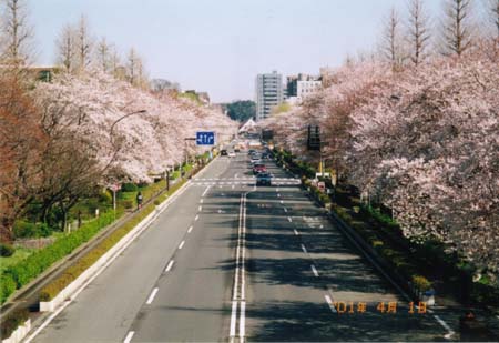 大学通りの桜並木