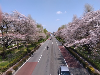 daigakudori20250412
