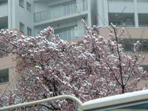 雪の寒桜
