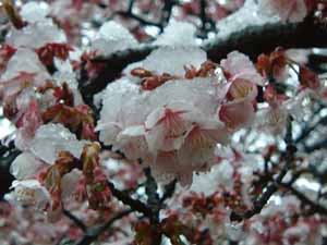 雪の寒桜