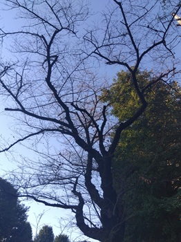 somei20250902_1