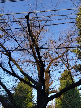 somei20250902_3