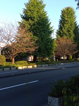 somei20250902_4